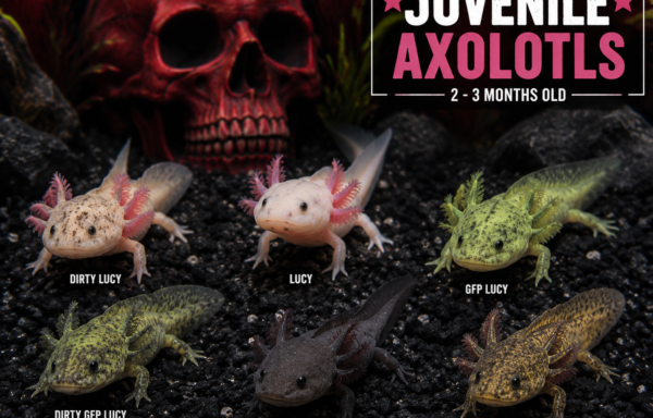 Juvenile Axolotls