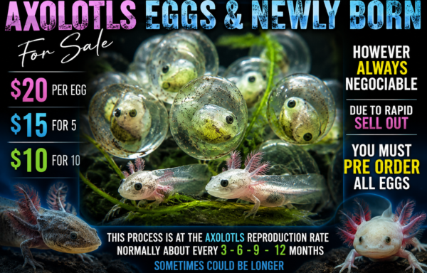Axolotls Eggs