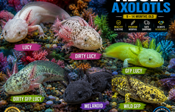Adult Axolotls